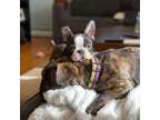 DHGHD Male French Bulldog Puppy - Ready Now