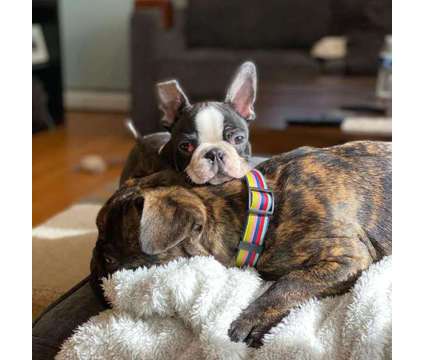 DHGHD Male French Bulldog Puppy - Ready Now is a free Free Stuff in Prince NY