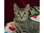 Adopt Tiko a Domestic Shorthair / Mixed (short coat) cat in Roanoke