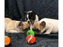 HJFHJ Male Purebred French Bulldog Puppy Ready Now