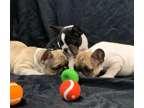 HJFHJ Male Purebred French Bulldog Puppy Ready Now
