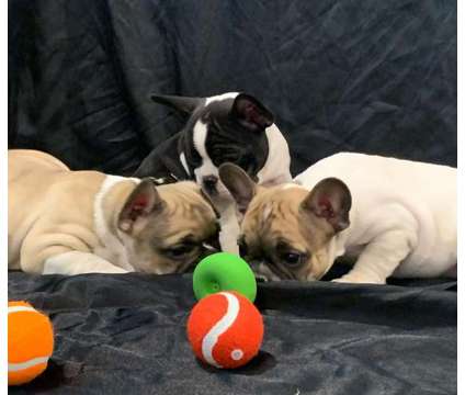 HJFHJ Male Purebred French Bulldog Puppy Ready Now is a free Free Stuff in Utica NY