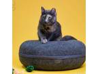 Adopt Allie 4751 a Tortoiseshell Domestic Shorthair cat in Frankfort