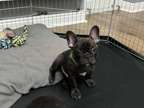 JHKJK Purebred French Bulldog Puppy Ready Now