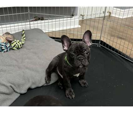 JHKJK Purebred French Bulldog Puppy Ready Now is a free Free Stuff in Nantucket MA