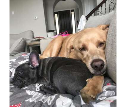RTYT Charming French Bulldog Puppy Ready Now is a free Free Stuff in Dover DE