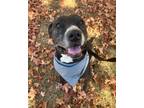 Adopt Cleetus a American Pit Bull Terrier / Mixed dog in Fayetteville