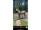 Beautiful roan 4 yr old warmblood