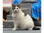 Adopt Griswald a White (Mostly) Domestic Shorthair / Mixed (short coat) cat in