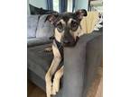 Adopt Lulu a Shepherd (Unknown Type) / Labrador Retriever / Mixed dog in Little
