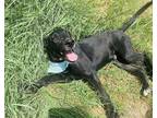 Adopt Magno a Black - with White Labrador Retriever / Mixed Breed (Medium) dog