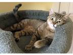 Adopt Churro a Spotted Tabby/Leopard Spotted Domestic Shorthair (short coat) cat