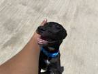 Adopt Nevada a Black - with White Labrador Retriever / Mixed Breed (Medium) dog