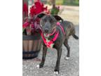 Adopt Nutella a Mountain Cur / Mixed Breed (Medium) / Mixed dog in Savage