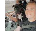 Experienced and Reliable Pet Sitter in Newton, Iowa - Book Now for Quality Care!