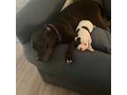 Experienced Pet Sitter in Clinton, CT Offering Reliable and Affordable Care