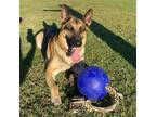 Experienced & Affordable Pet Sitter in Collinsville, TX - $50 Daily