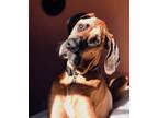 Adopt Foster Homes Needed a Black Great Dane / Mixed dog in St.