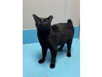 Adopt Richard a Domestic Shorthair / Mixed (short coat) cat in Glenfield