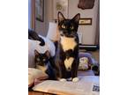 Adopt Anna a Domestic Shorthair / Mixed (short coat) cat in Brainardsville