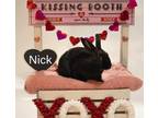 Adopt Nick a Havana rabbit in Mattawan, MI (38623106)