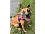 Adopt Sammy a Boxer / Black Mouth Cur / Mixed dog in Ft. Lauderdale