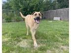 Adopt Emmitt a Tan/Yellow/Fawn - with Black Mixed Breed (Large) / Mixed dog in