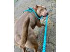 Adopt Santiago a Mixed Breed (Medium) / Mixed dog in Warren, MI (38278311)