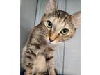 Adopt Nadia a Domestic Shorthair / Mixed (short coat) cat in Warren