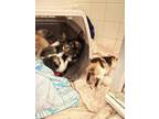 Adopt Bear a All Black Domestic Mediumhair / Mixed (medium coat) cat in Phoenix