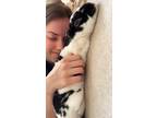 Adopt Lady bug a Harlequin Rex / Mixed rabbit in Melbourne, FL (38585903)