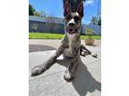 Adopt Ashley a Brindle Dutch Shepherd / Staffordshire Bull Terrier / Mixed dog