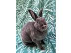 Adopt Patrick a Grey/Silver Mini Rex (short coat) rabbit in Williston