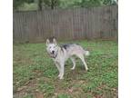 Adopt Louise a Gray/Silver/Salt & Pepper - with White Siberian Husky / Mixed dog