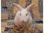 Adopt *Marshmallow a White Florida White / Mixed (short coat) rabbit in