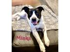 Adopt MINKA a White - with Black Terrier (Unknown Type, Medium) / Mixed dog in