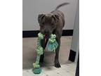 Adopt ALEX a Gray/Silver/Salt & Pepper - with White Pit Bull Terrier / Mixed dog