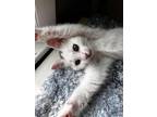 Adopt Misha and Freddie a White (Mostly) Domestic Shorthair (short coat) cat in