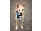 Adopt Styx a White Husky / Pit Bull Terrier / Mixed dog in West Richland
