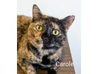Adopt Carole a Tortoiseshell Domestic Shorthair (short coat) cat in Colfax