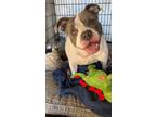 Adopt Franny a White - with Gray or Silver American Staffordshire Terrier /