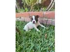 Boston Terrier Puppies
