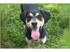 Adopt Kolanut a Black - with Brown, Red, Golden, Orange or Chestnut Black and