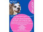 Adopt Molly a Brindle - with White Boxer / Boxer / Mixed dog in Cusseta