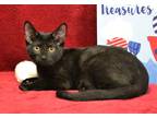 Adopt Clove a Domestic Shorthair / Mixed (short coat) cat in Roanoke