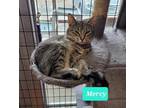 Adopt Mercy a Domestic Shorthair / Mixed (short coat) cat in Richmond