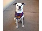 Crow, Staffordshire Bull Terrier For Adoption In Mckinney, Texas