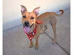 Coffee, American Staffordshire Terrier For Adoption In Mckinney, Texas