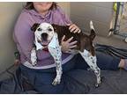 Carrot, Staffordshire Bull Terrier For Adoption In Mckinney, Texas