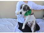 Buttermilk, Terrier (unknown Type, Medium) For Adoption In Mckinney, Texas